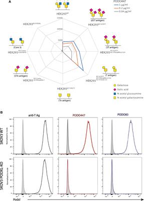 Targeting a Tumor-Specific Epitope on <mark class="highlighted">Podocalyxin</mark> Increases Survival in Human Tumor Preclinical Models